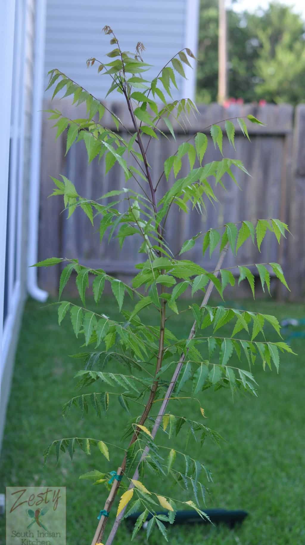 Neem Leaves Water For Eczema Zesty South Indian Kitchen